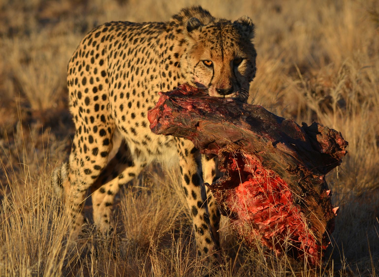 Een cheetah met haar prooi,  Namibië