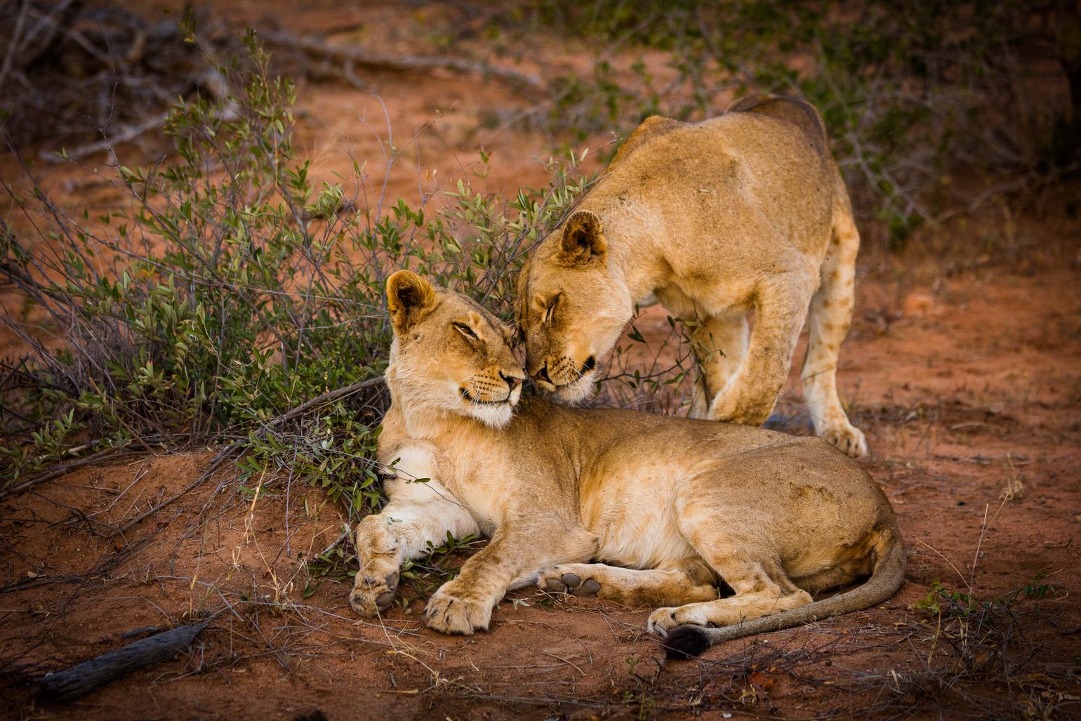 Knuffelende leeuwen in Timbavati Wild Reserve, Zuid-Afrika