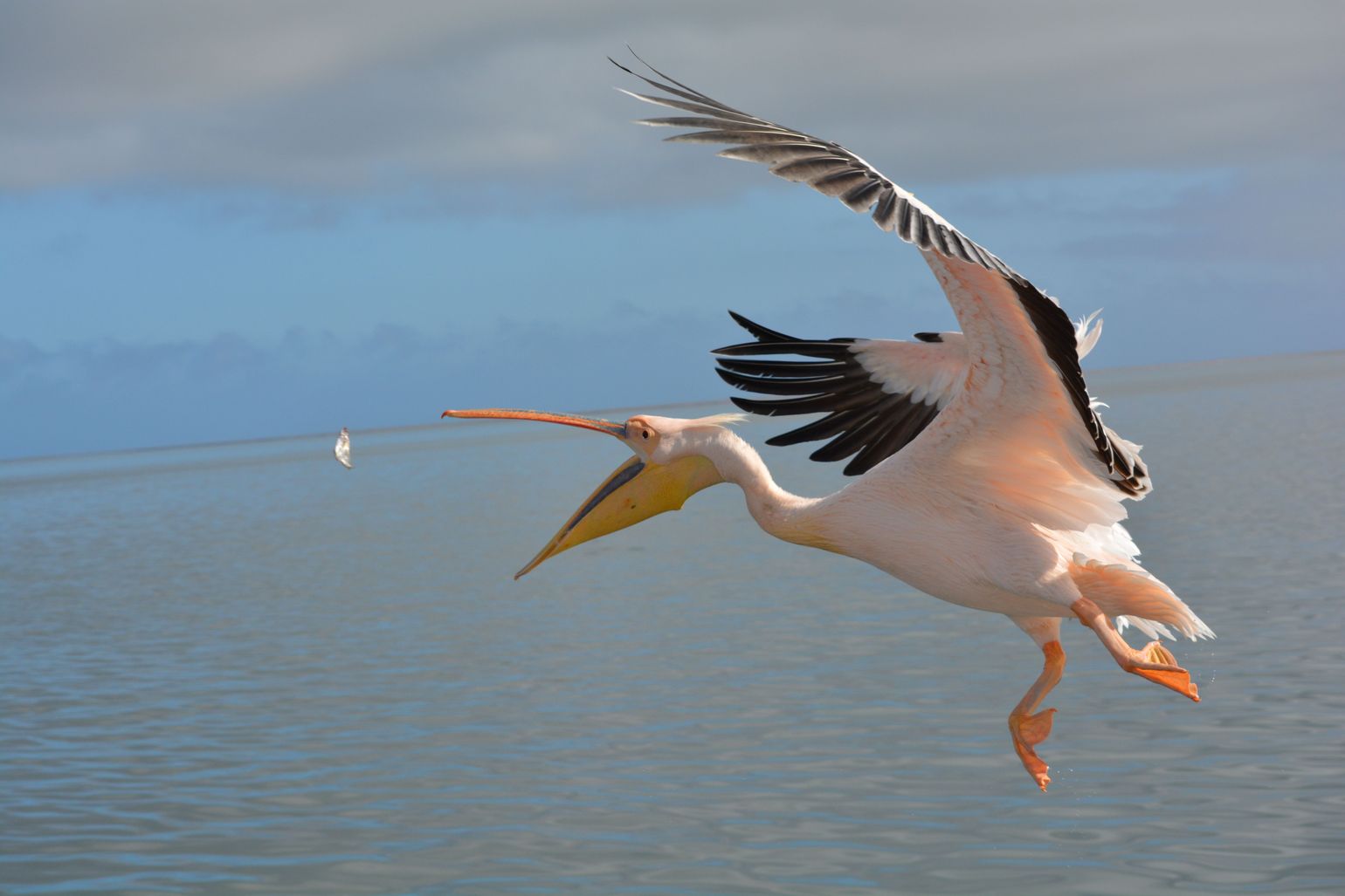 Een pelicaan in actie bij Walvisbaai, Namibië