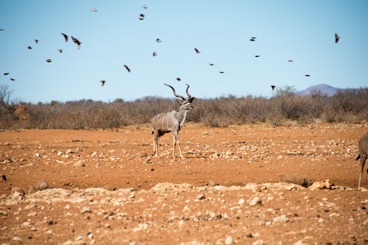 Een kudu omringd door vogels, Namibië