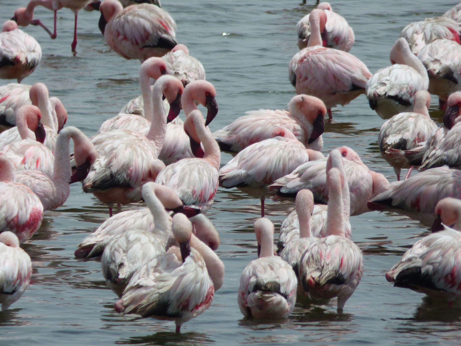 Flamingo&#039;s verzamelen in Walvisbaai, Namibië