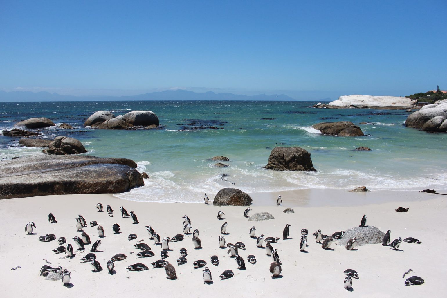 Een kolonie pinguïns, altijd een vrolijke bende, Zuid-Afrika