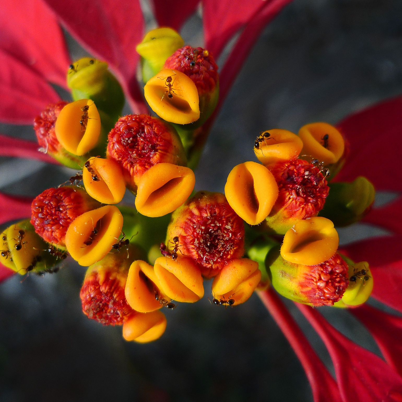 2. Mieren bestuderen een plant in Soutpansbergen, Zuid-Afrika