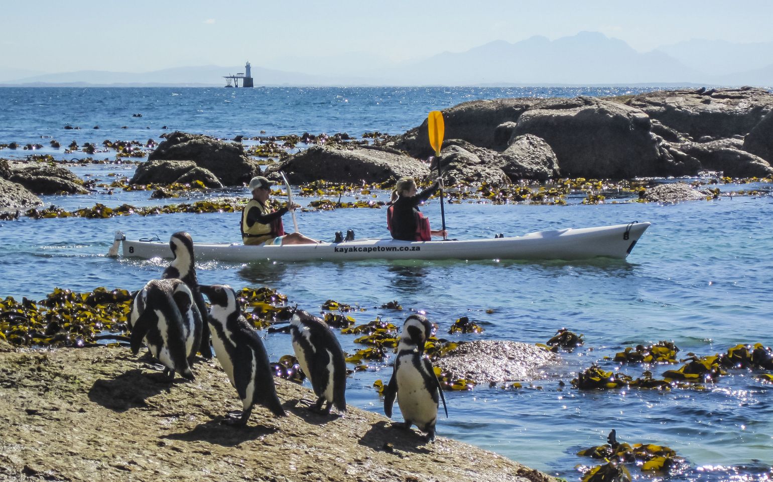 kajak met pinguins Simon&#039;s Town