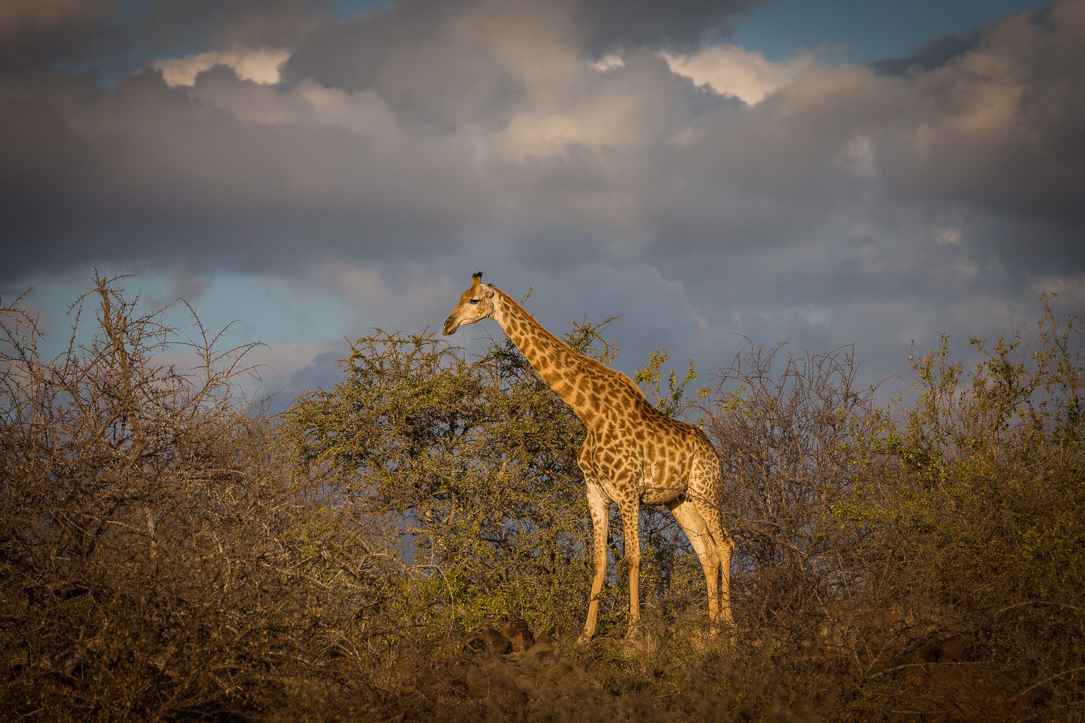 Dreigende lucht, ontspannen giraf in Kruger Park, Zuid-Afrika