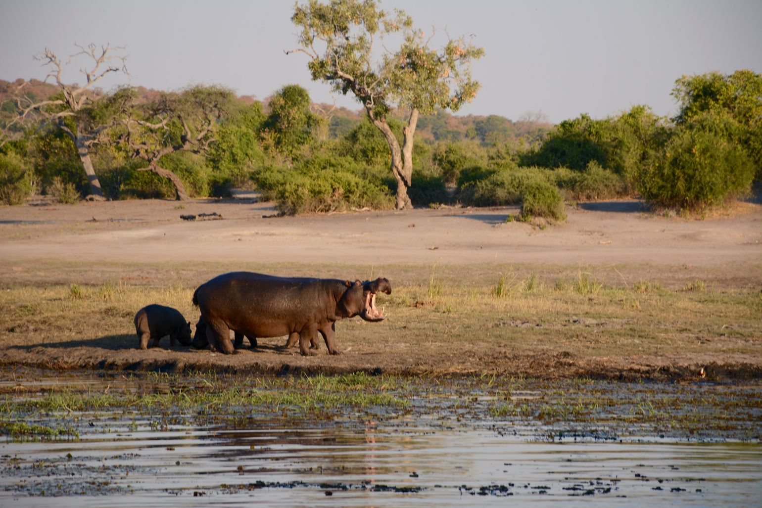 Een nijlpaard wandelt met haar baby in de Okavangodelta, Botswana