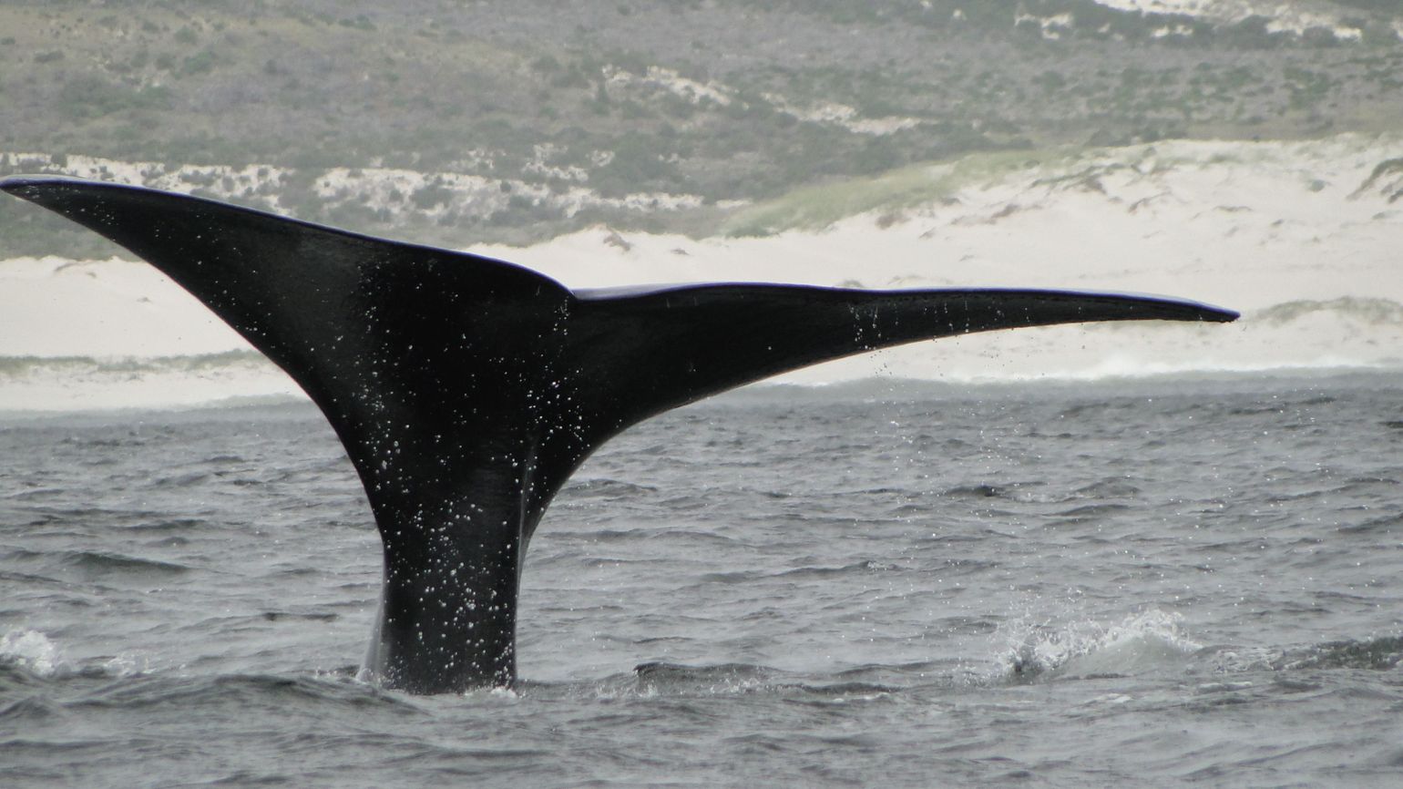 Een walvis brengt een laatste groet in Hermanus, Zuid-Afrika