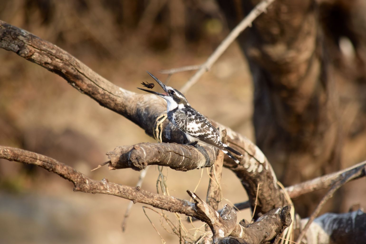 Oog hebben voor detail in Chobe National Park, Botswana