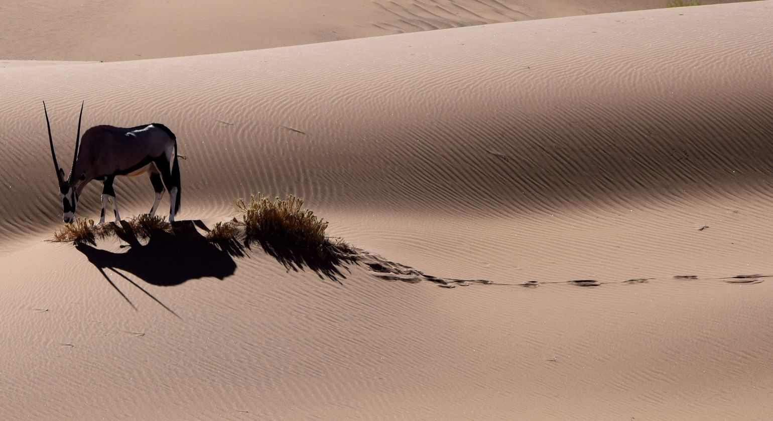 Grazende oryx in de woestijn, Namibië