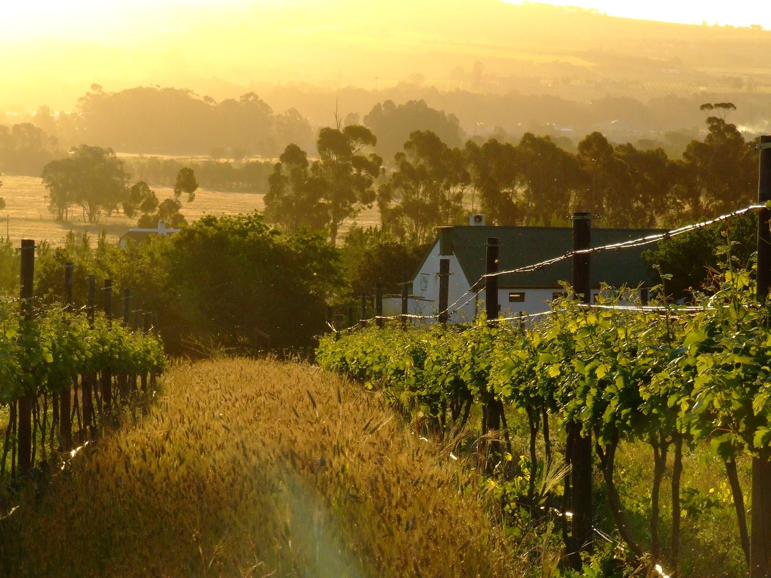 Kilometers wijngaarden in Stellenbosch, Zuid-Afrika
