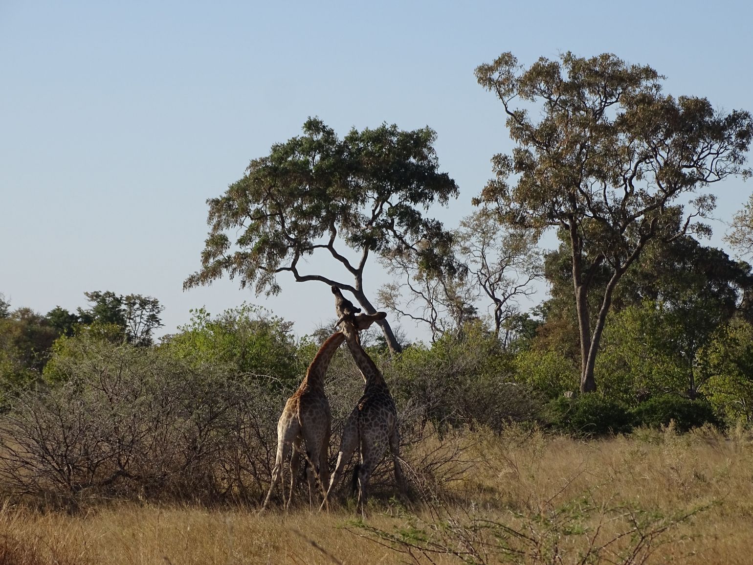 Twee giraffen in gevecht met elkaar, Botswana