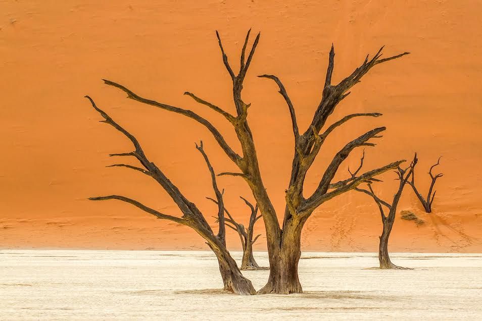Dode bomen in de Deadvlei, Sossusvlei, Namibië