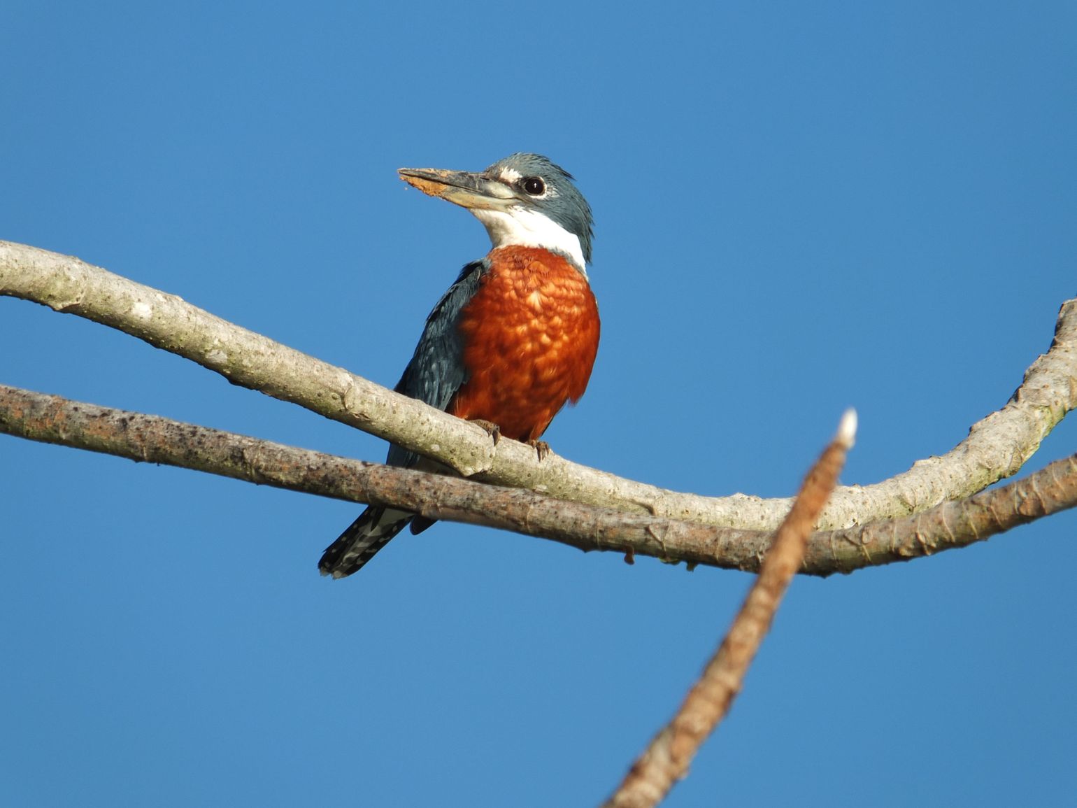 Vogels spotten in de Pantanal-Brazilië
