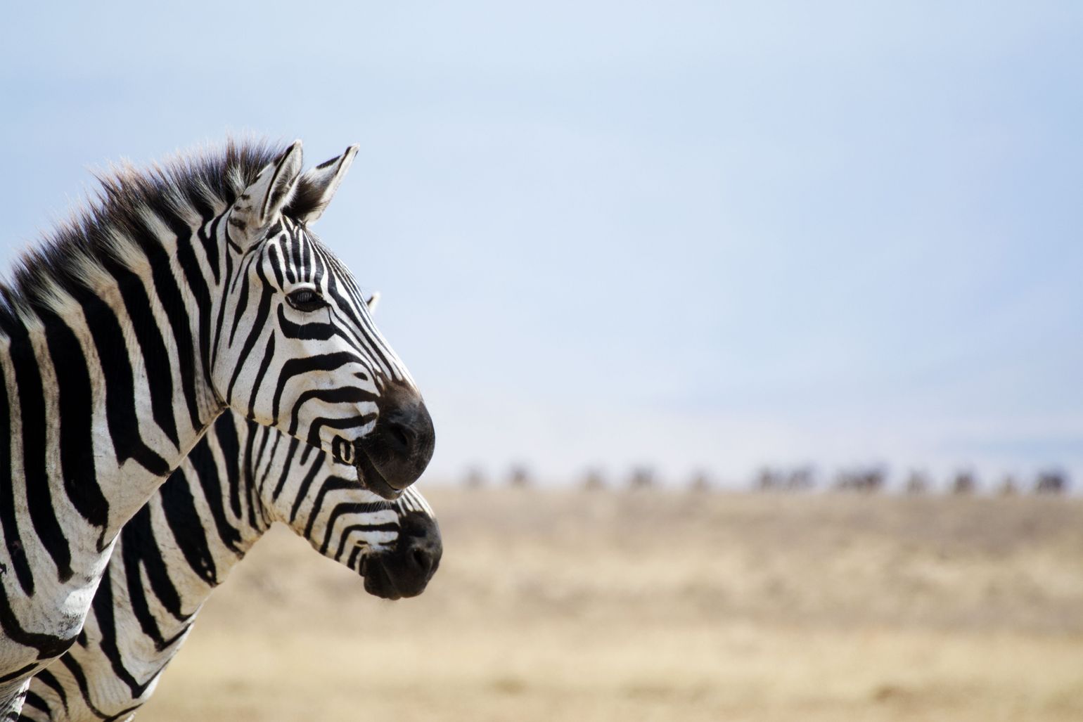 Zebra's in Ngorongoro Krater Tanzania