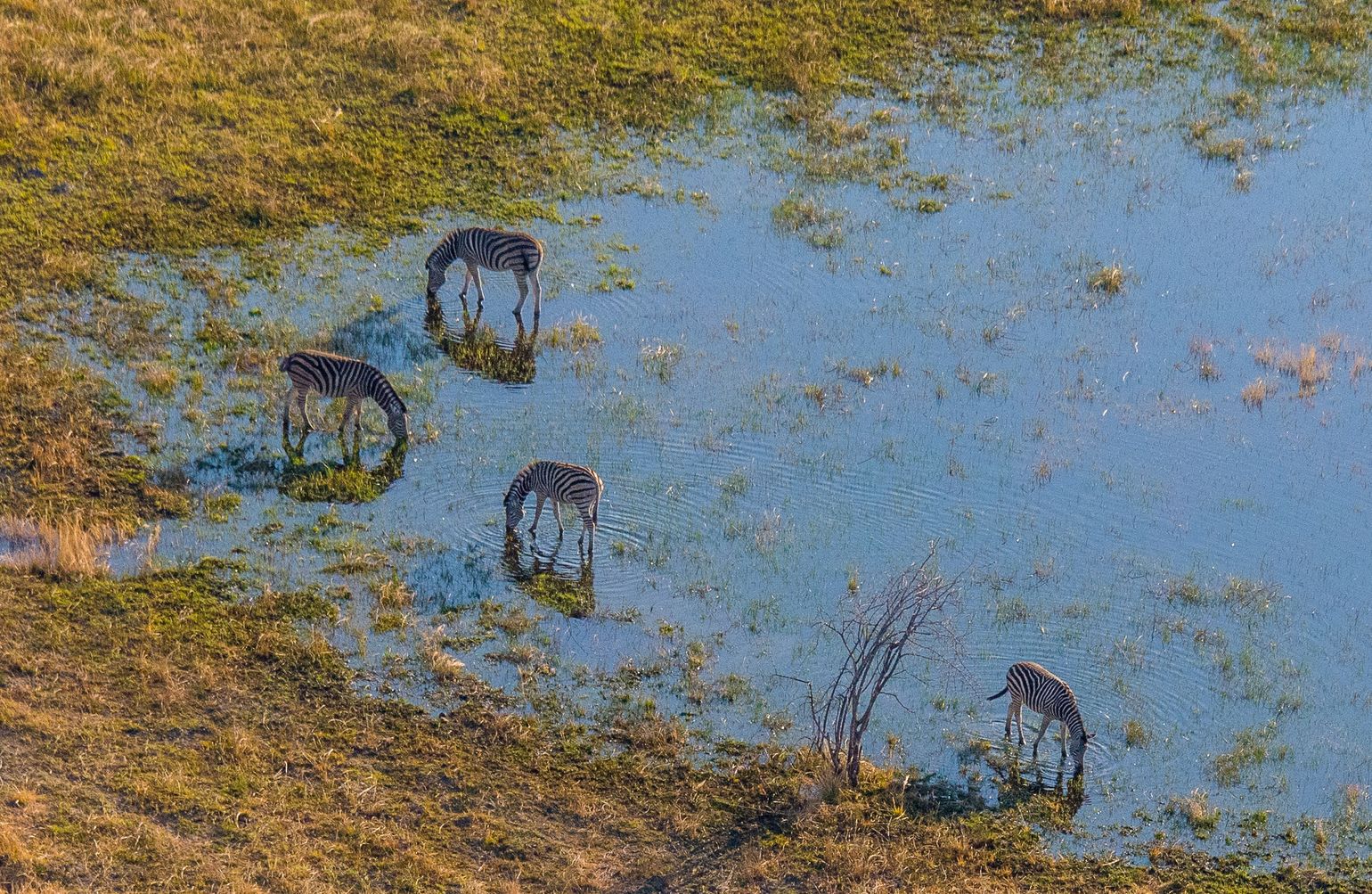 Zebra&#039;s laven hun dorst in Etosha National Park, Namibië