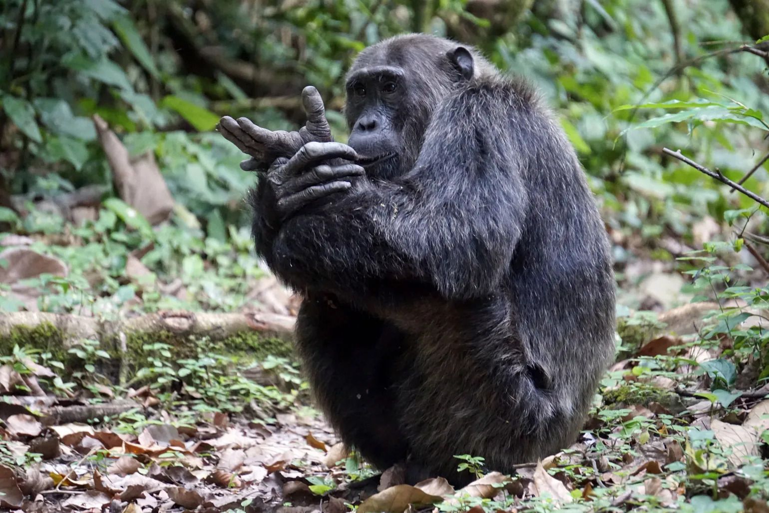 Chimpanzee Jane Goodall