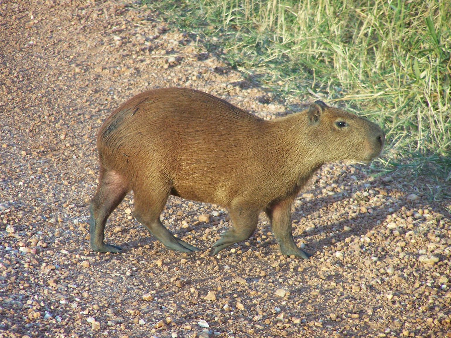Capibara op safari in de Pantanal