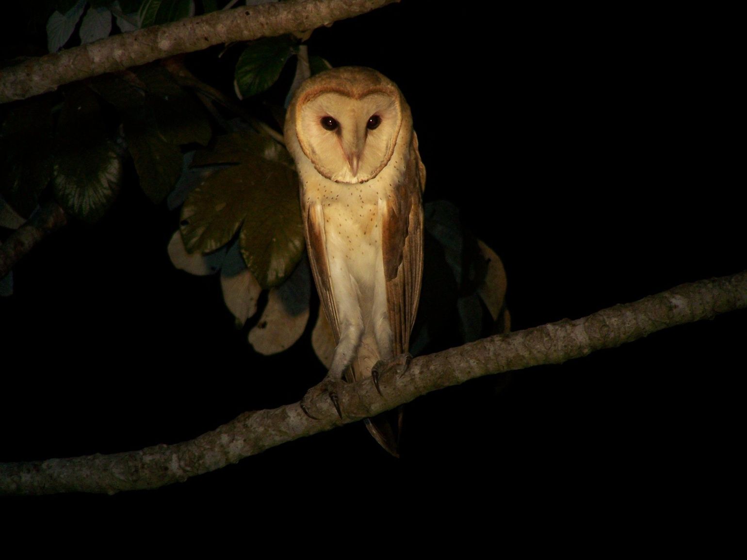Uil tijdens nachtsafari in de Pantanal