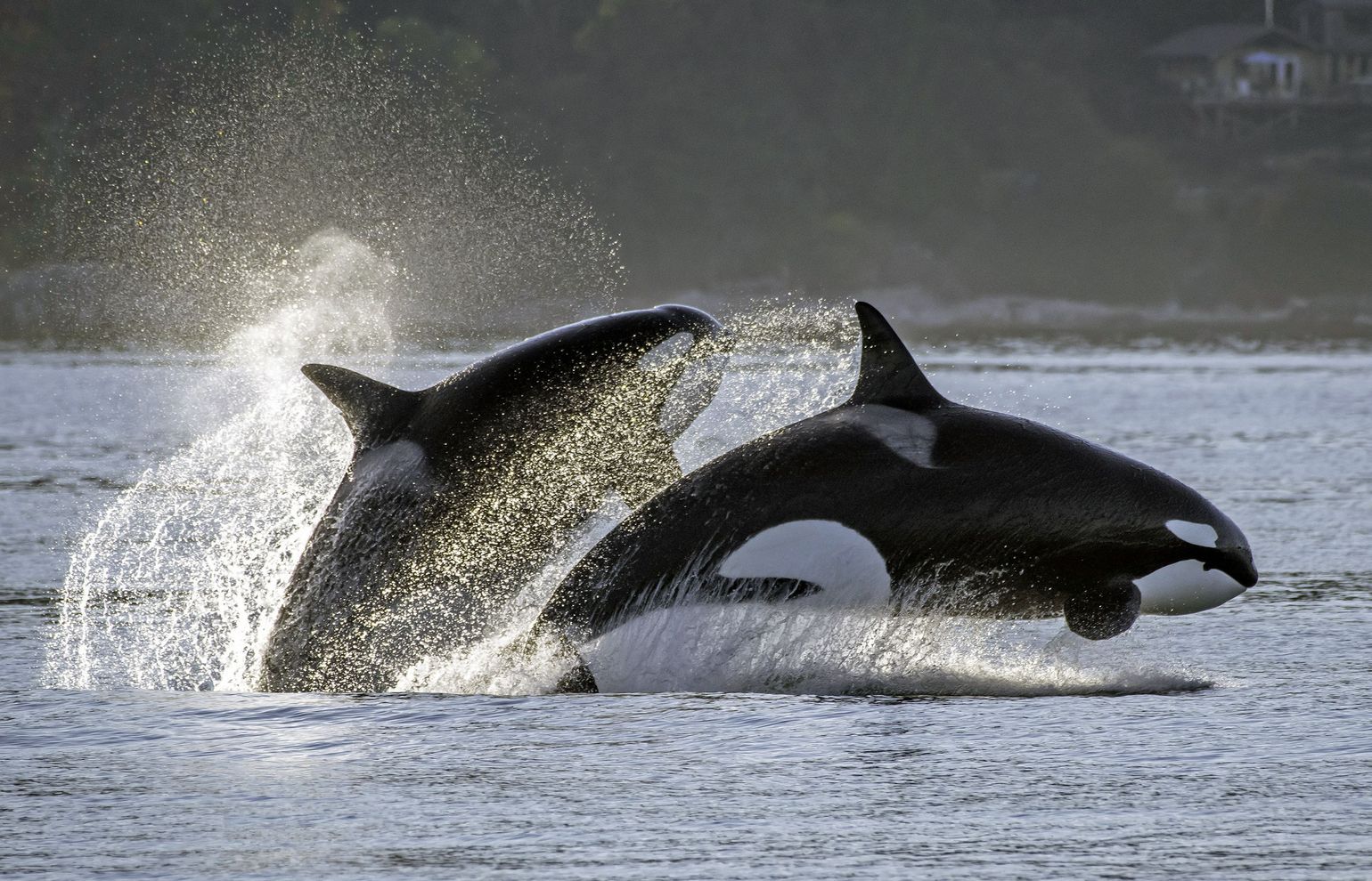 Walvissen/Orka&#039;s spotten vanuit Victoria