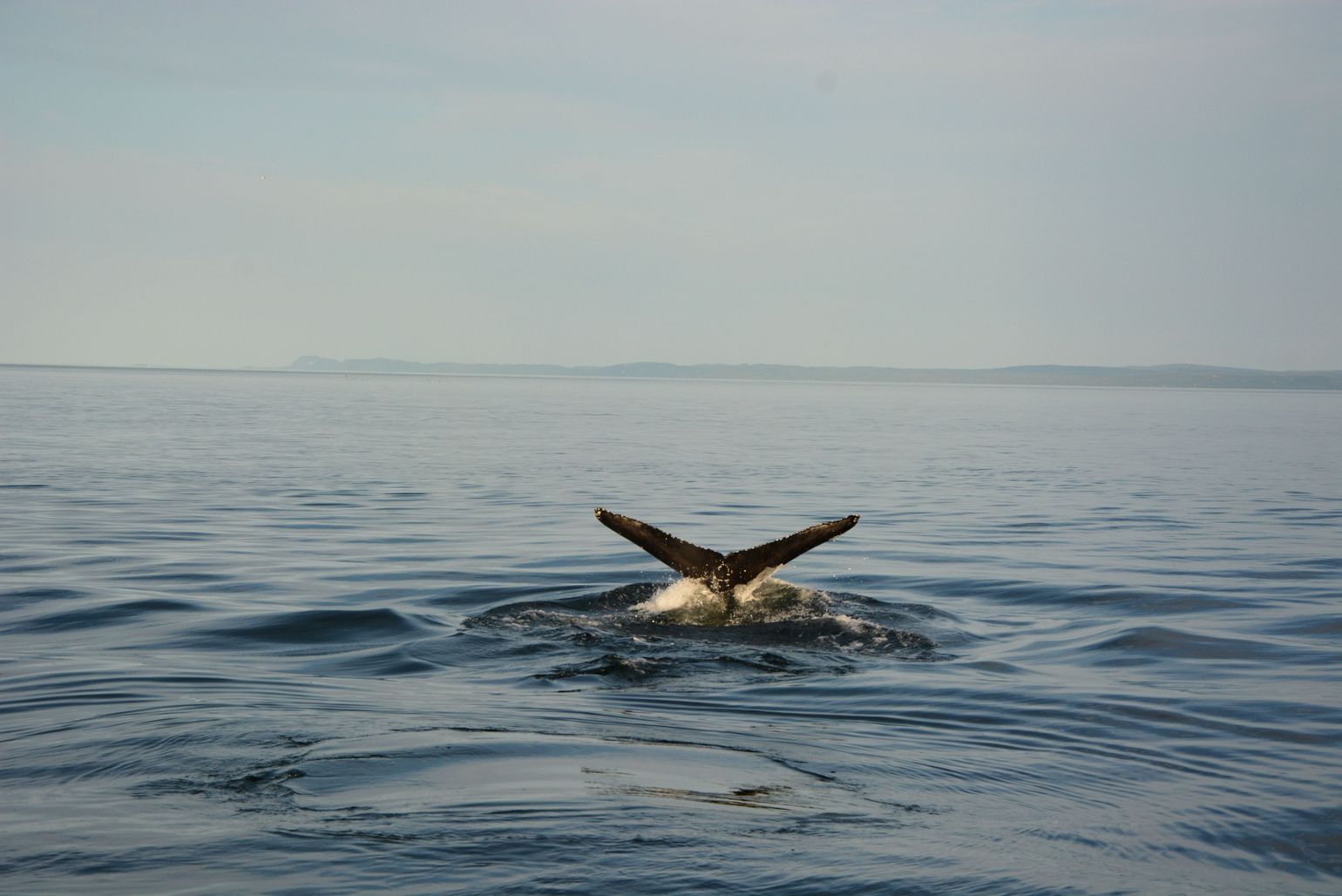 Neem een boot vanuit Tadoussac op de walvissen te spotten.