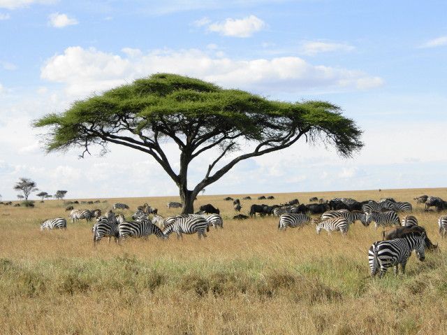 Zebra&#039;s op safari met Joker