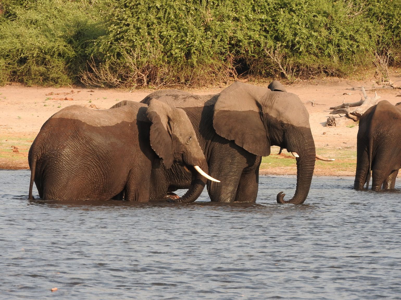 Olifanten op safari met Joker