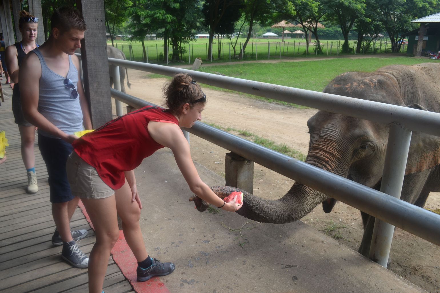 Olifant voederen in een opvangcentrum - Thailand Joker
