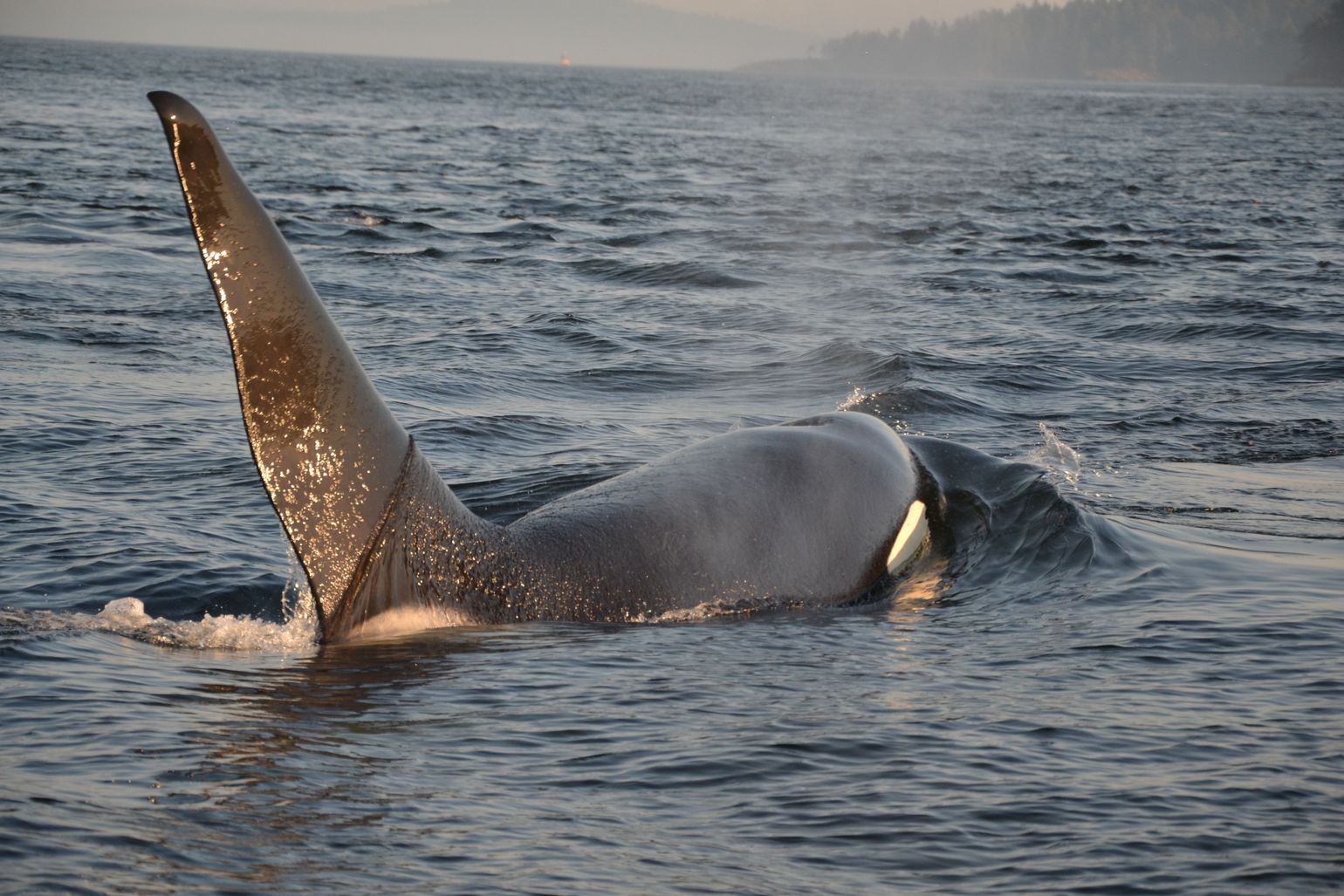Whale watching in Canada