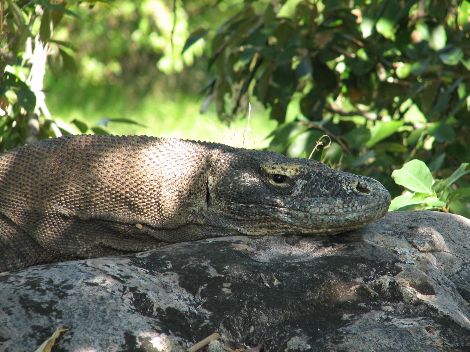 Eiland Flores in Indonesië: komodo varaan