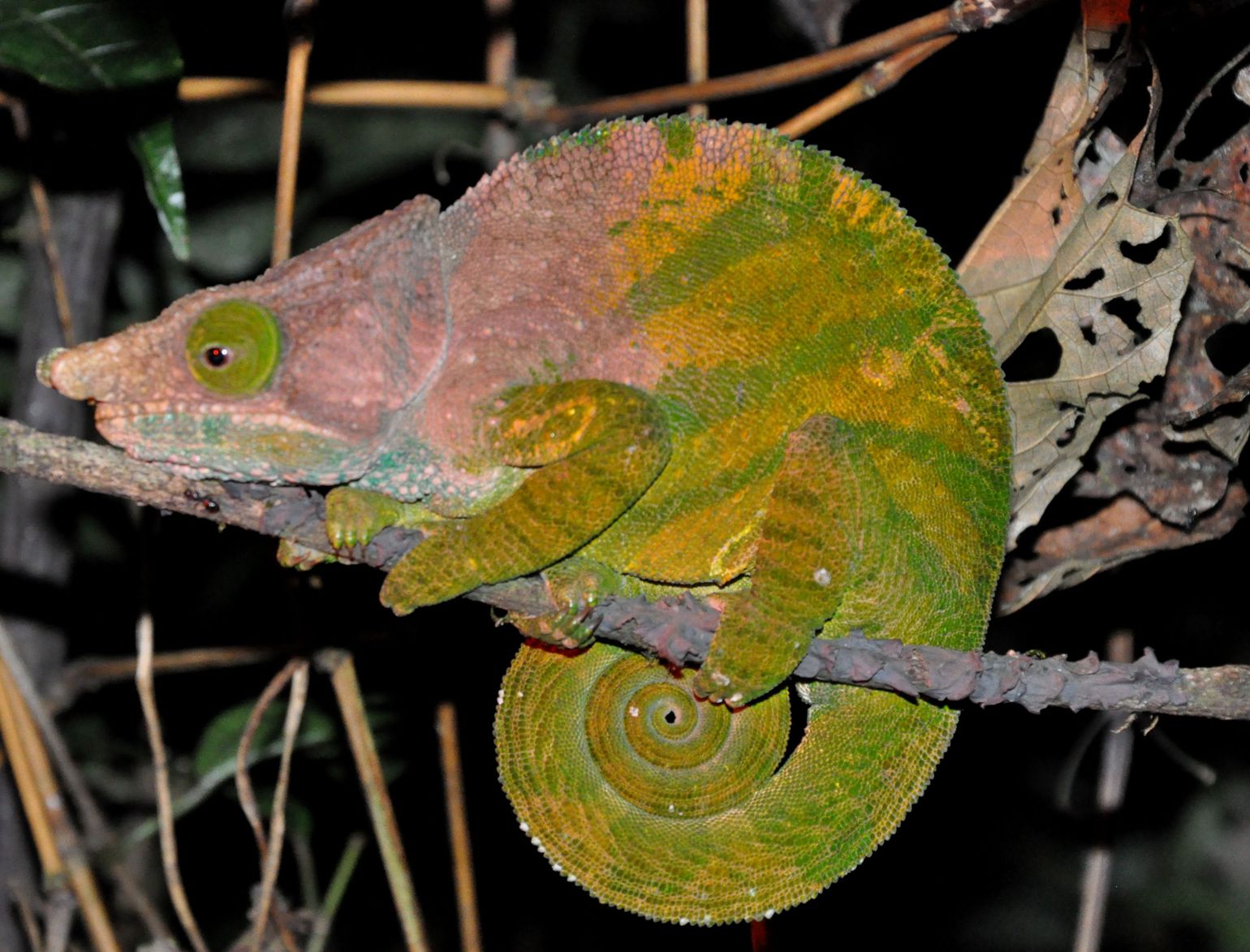Kameleon tijdens nocture in Madagascar