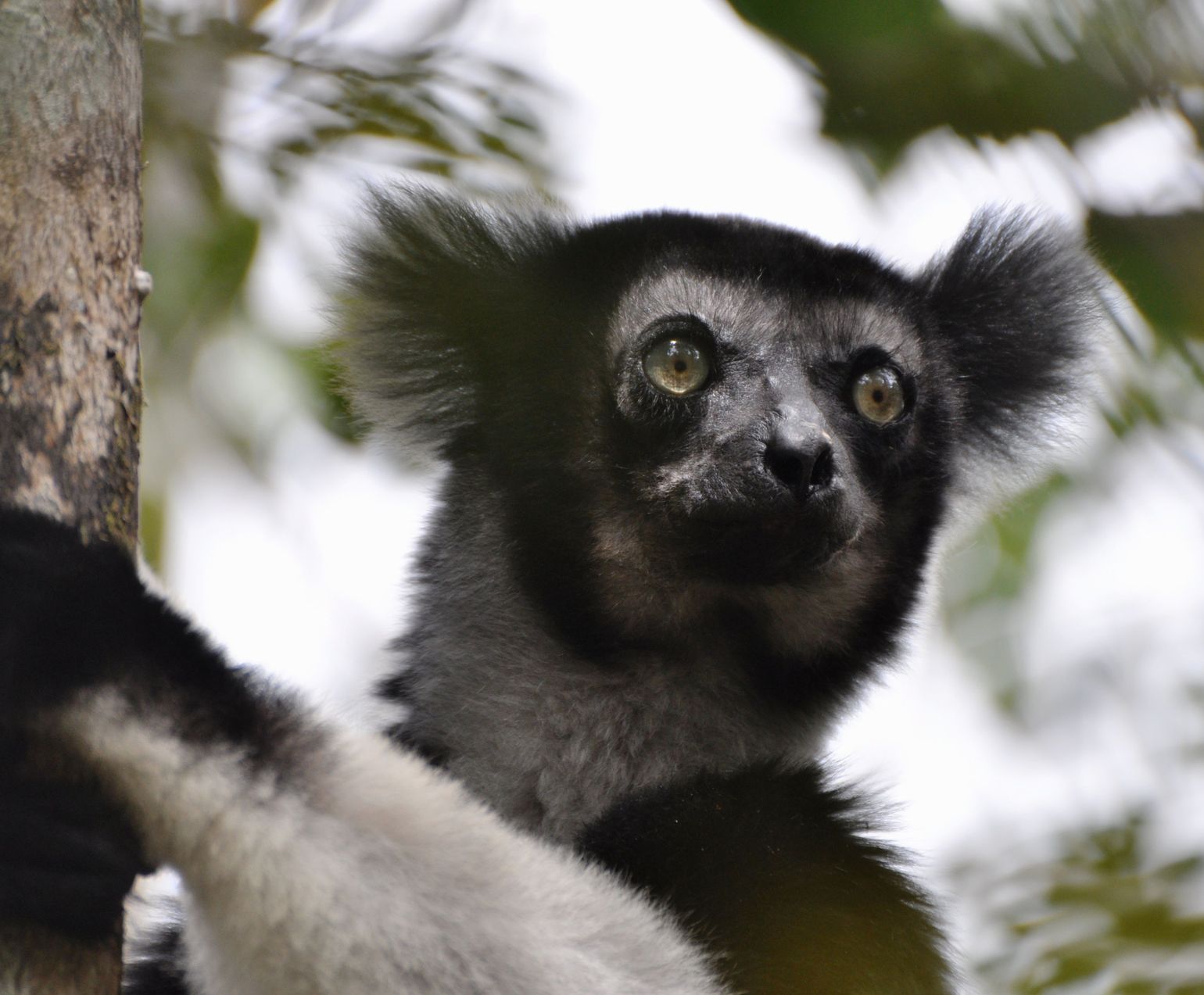 babakoto in Madagascar
