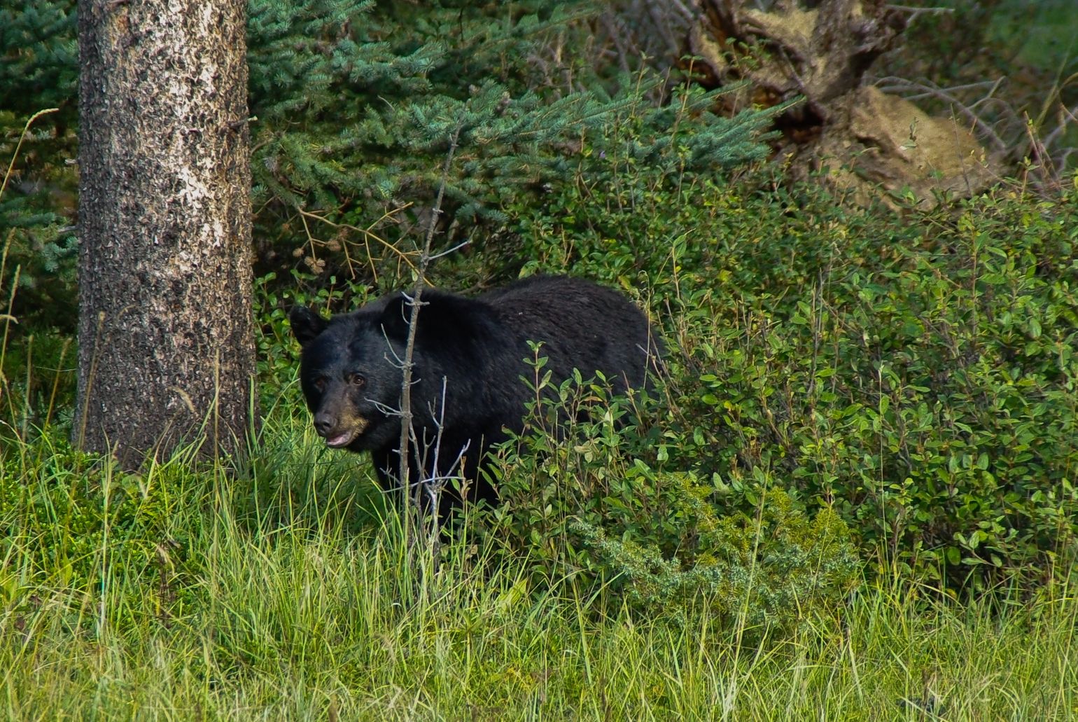 Beren spotten in het wild in Canada