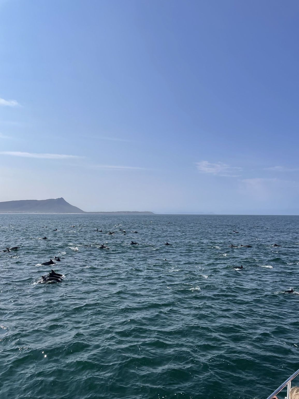Dolfijnen in Zuid-Afrika