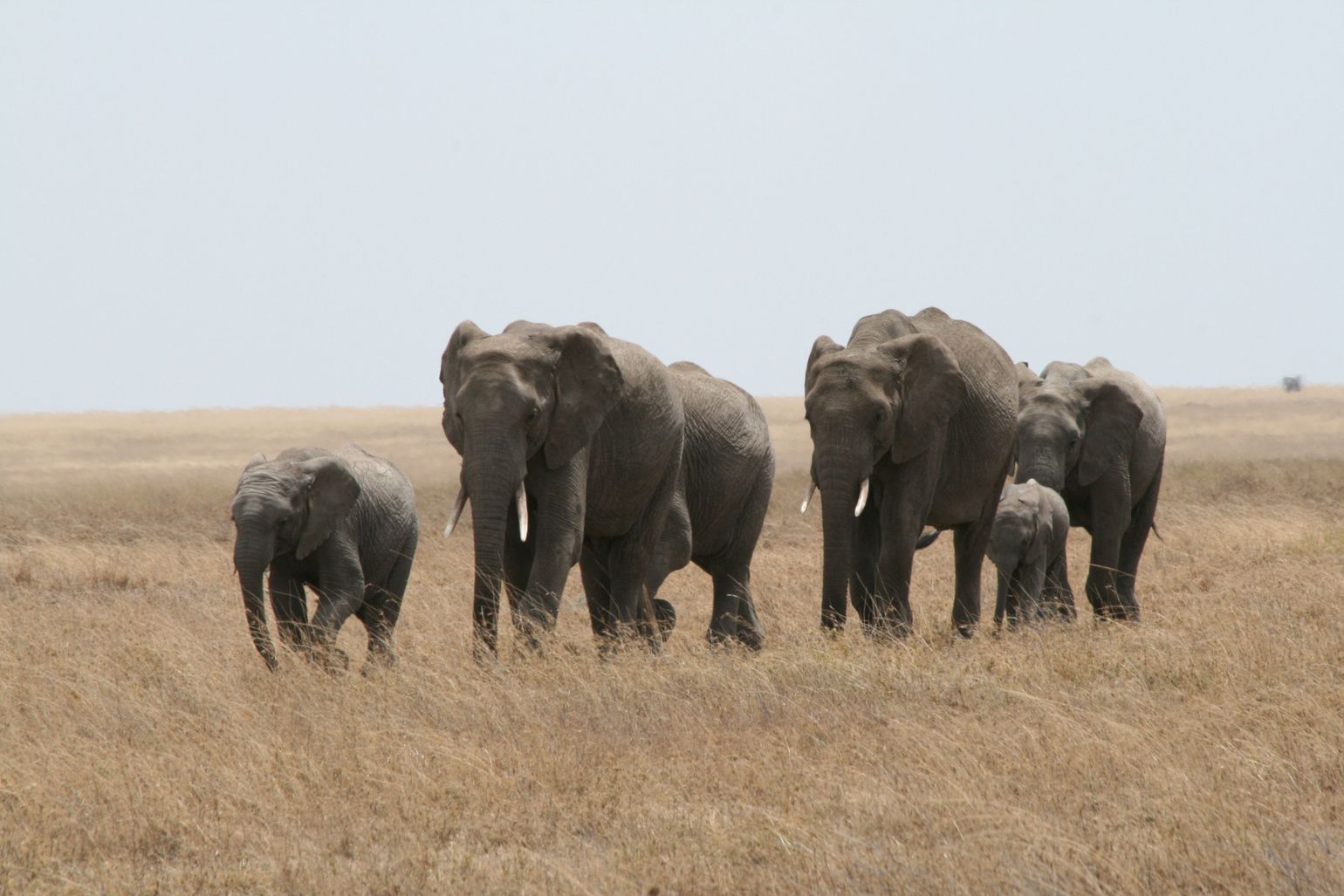 Kudde olifanten op safari in Tanzania met Joker