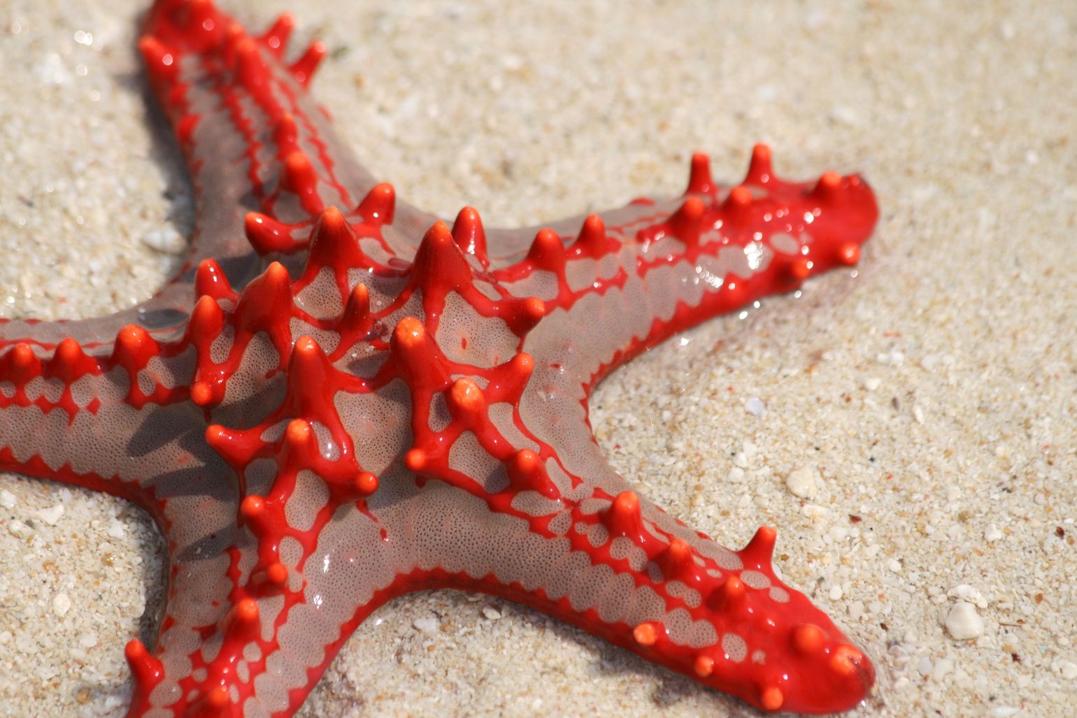 Zeester op het strand van Zanzibar, op reis met Joker