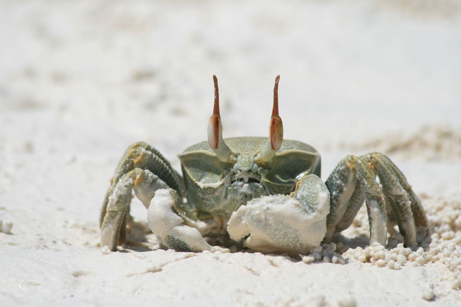 Krab op het strand van Zanzibar