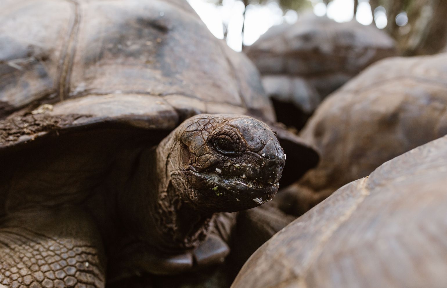 Aldabra schildpad Prison Island