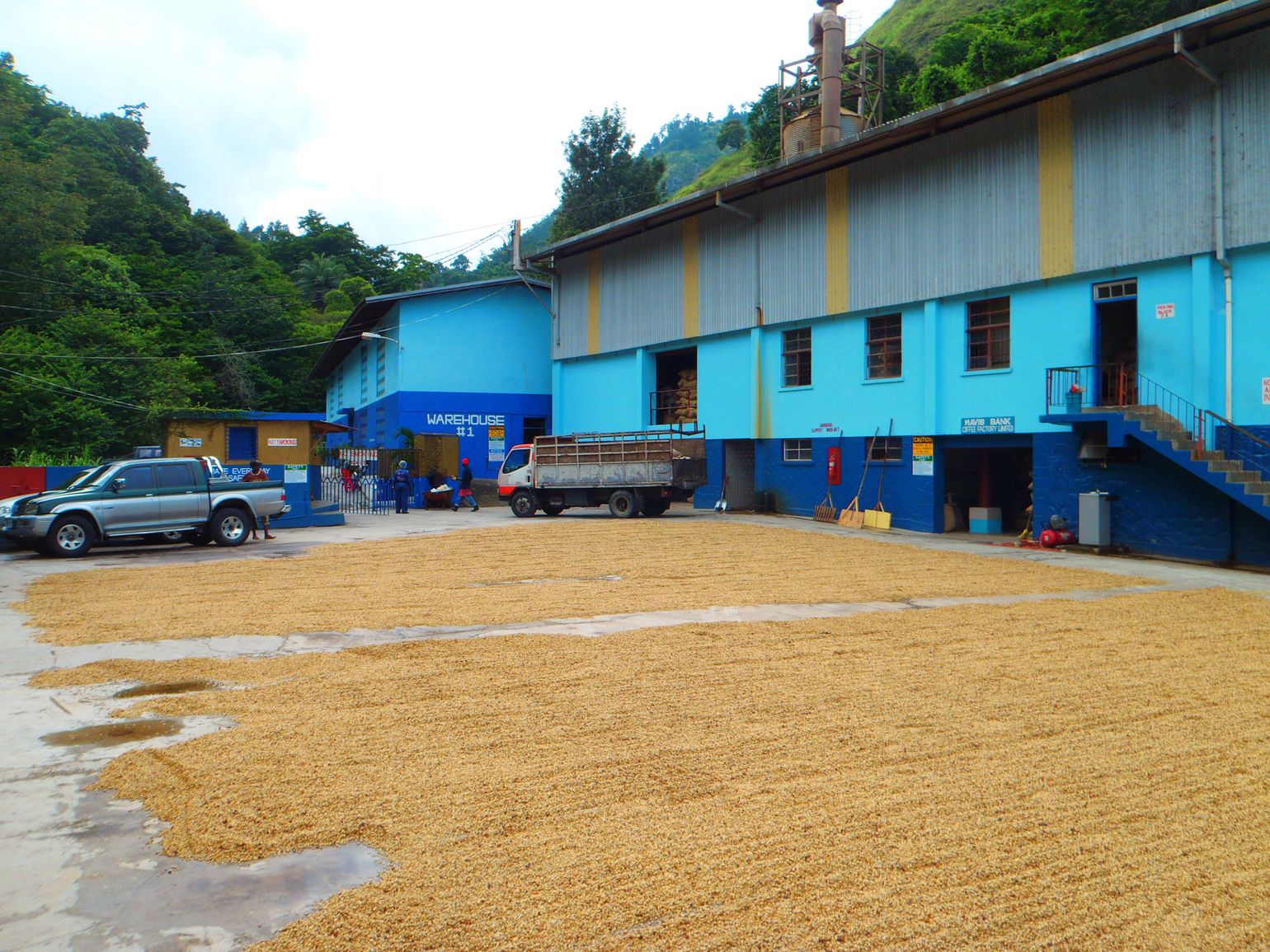 Blue Mountain Koffiefabriek in Jamaica