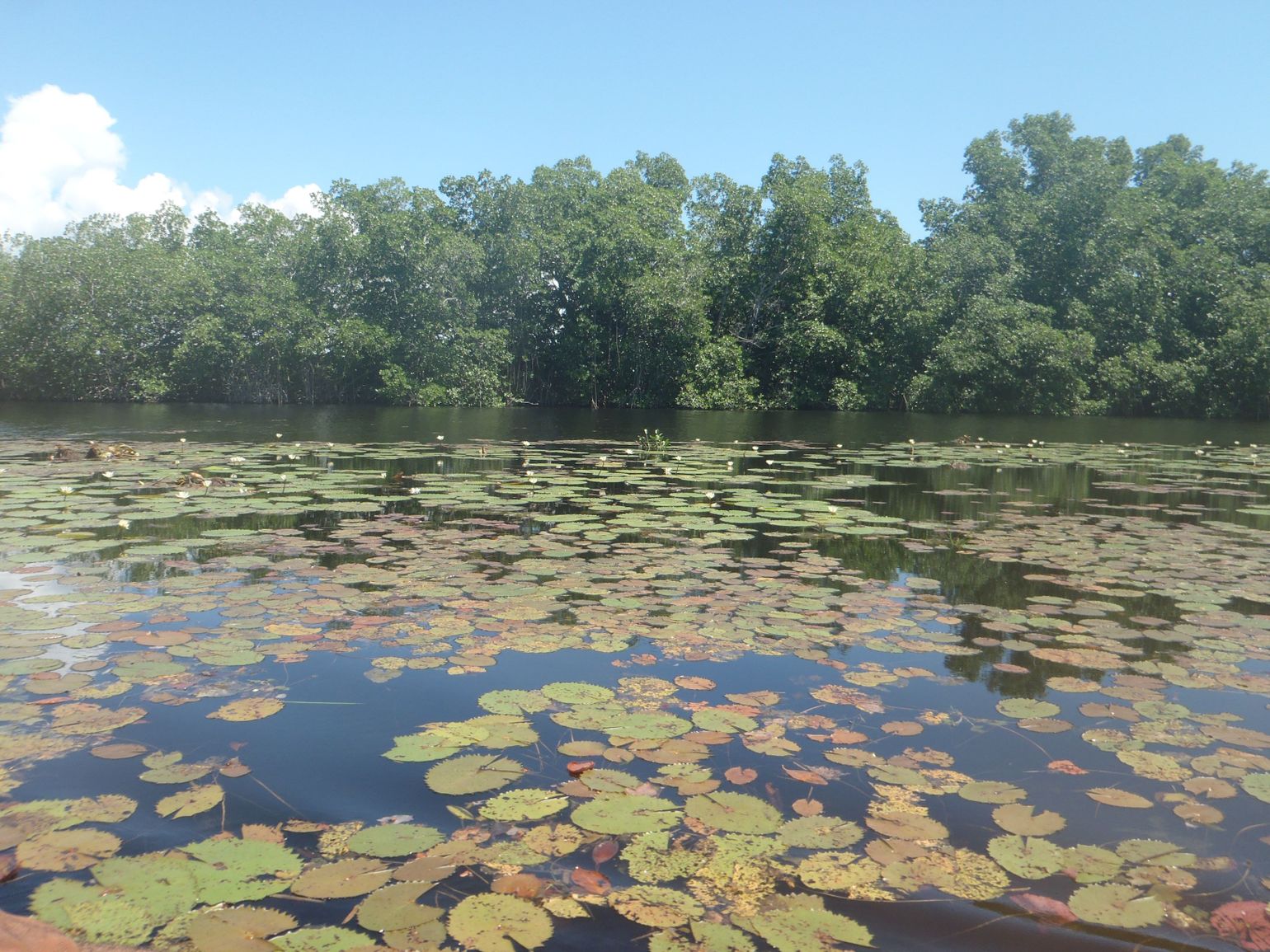 Black River: krokodillen in Jamaica