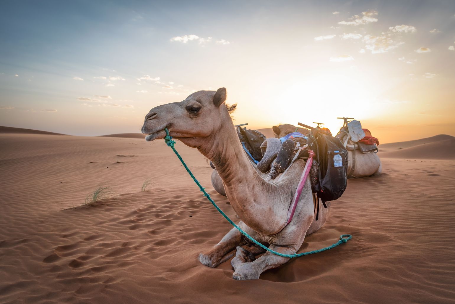 Dromedaristocht in Merzouga