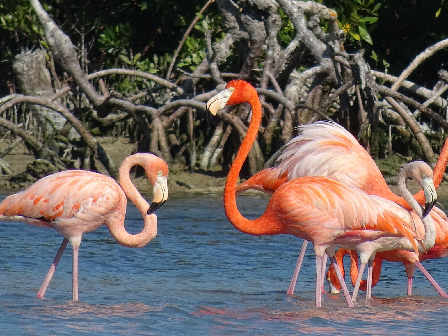 Ria Lagartos Mangroves Boat Ride
