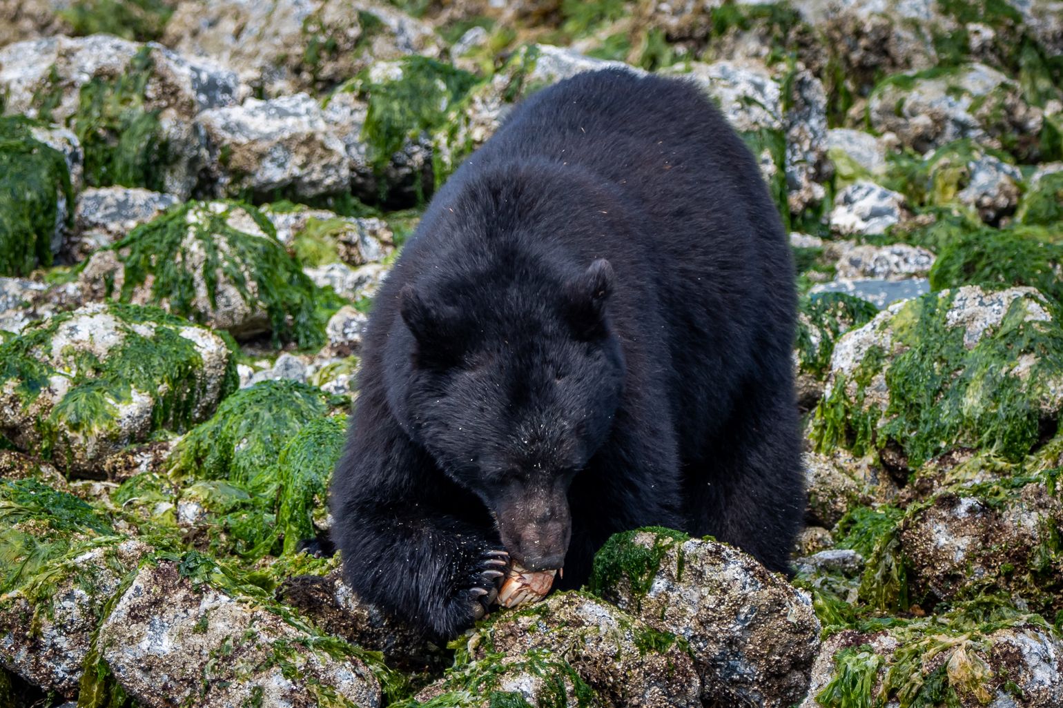 Zwarte beer zoekt krabben langs de kust rond Tofino, BC, Canada