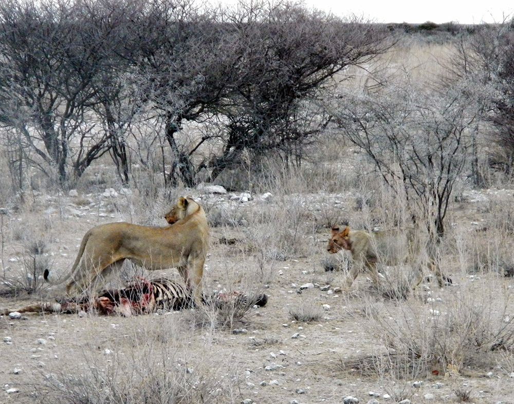 Leeuwen in Okaukuejo Camp