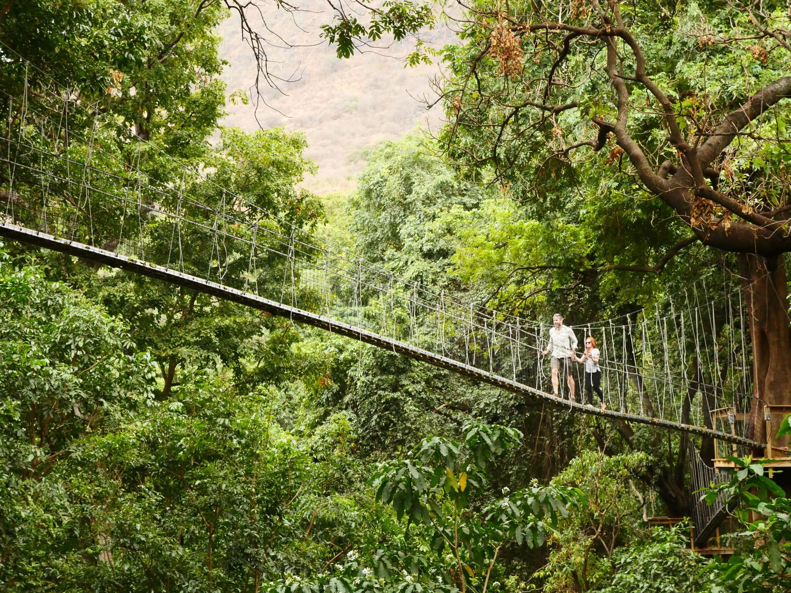 treetop walkway