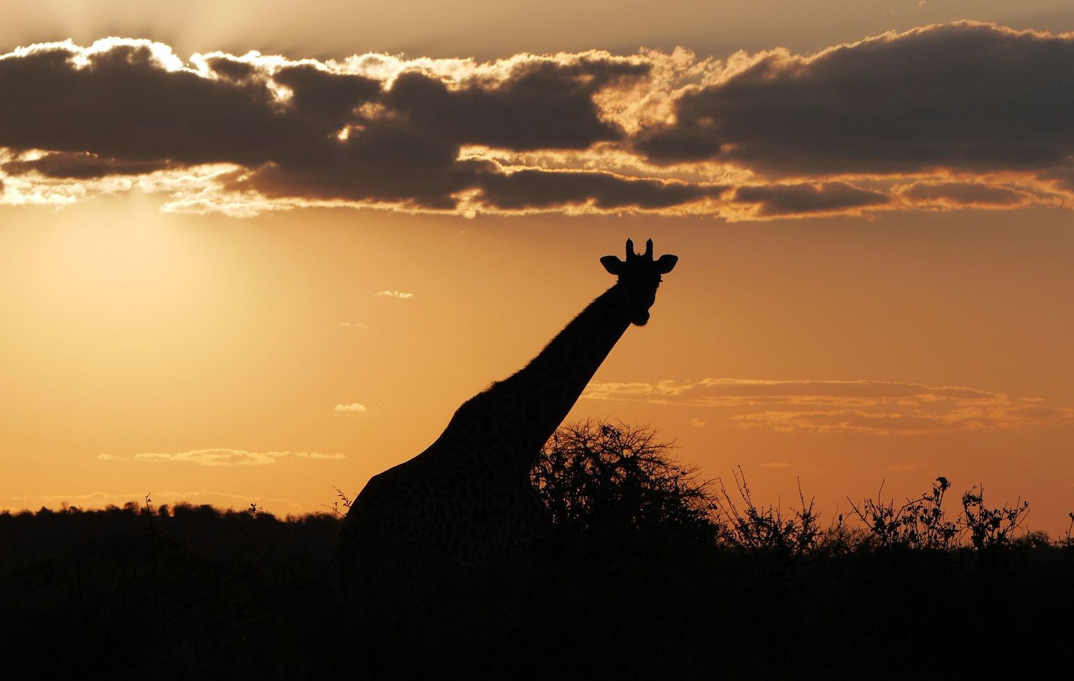 Giraf in het Ruaha National Park