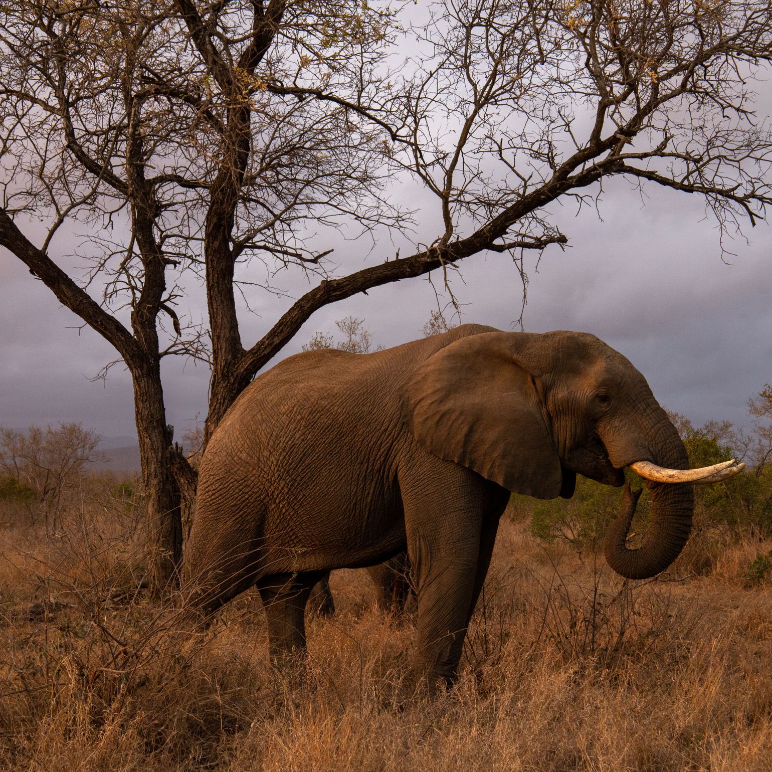 Zuid-Afrika - olifant - regeneratief toerisme