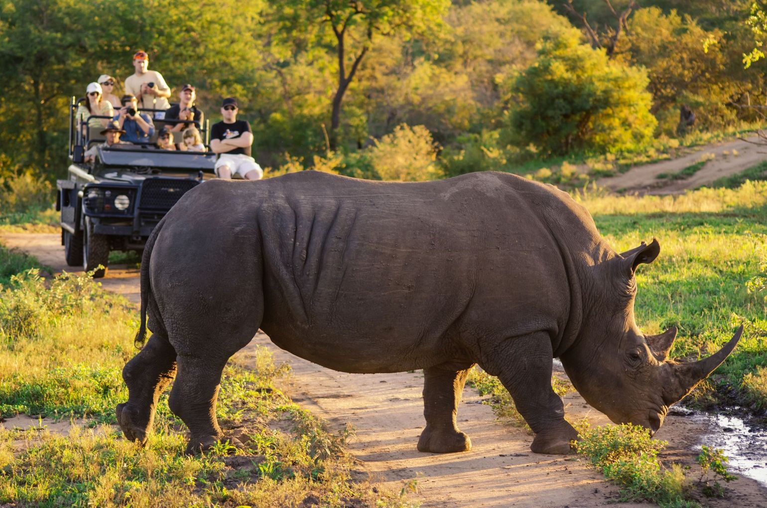 neushoorn
