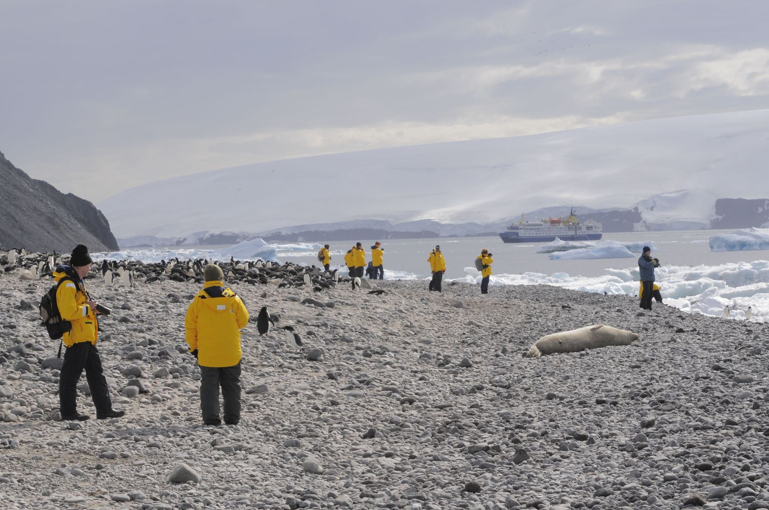 Wildlife spotten op Antarctica