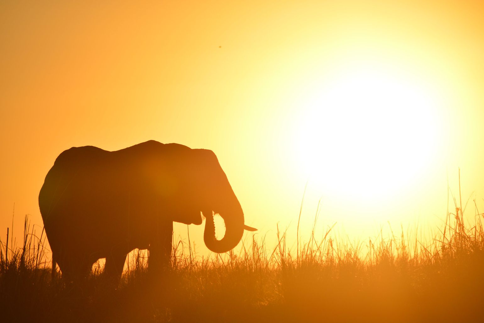 Olifant zonsondergang Chobe National Park, Botswana