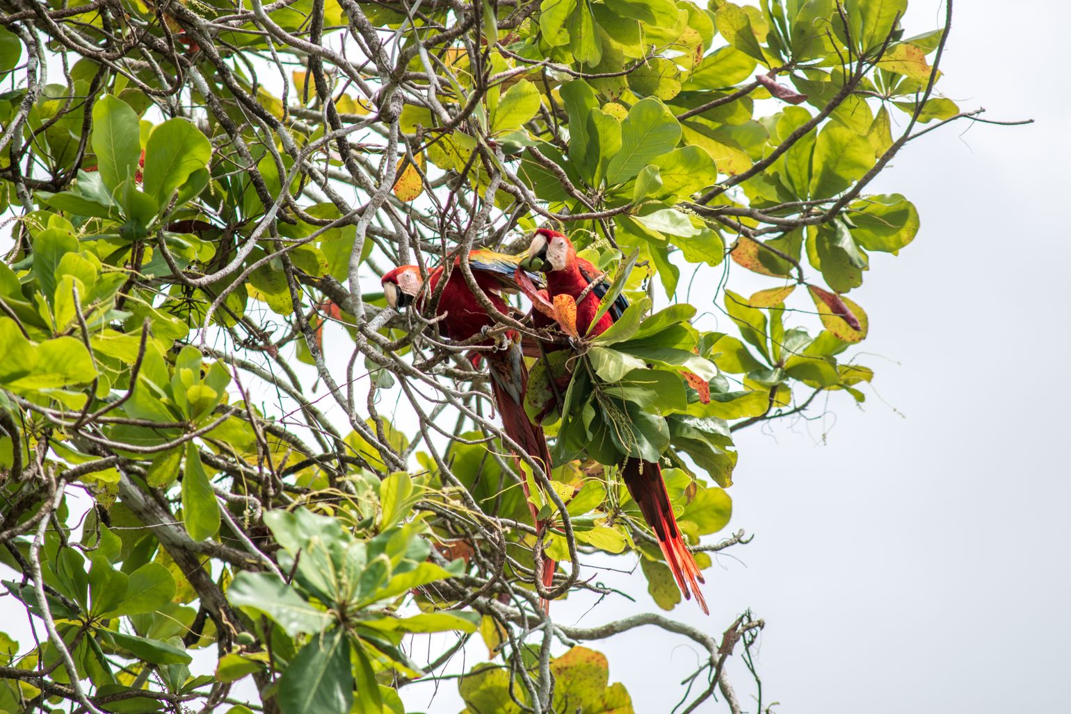 Ara in Corcovado National Park, Costa Rica